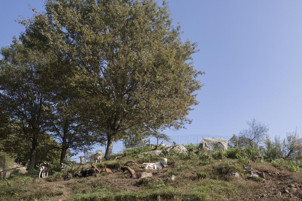 Agriturismo Da Attilio カンノビオ エクステリア 写真