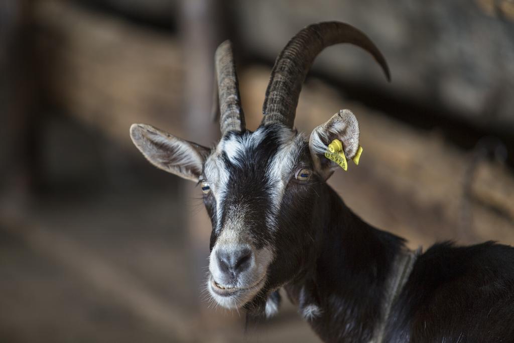 Agriturismo Da Attilio カンノビオ エクステリア 写真