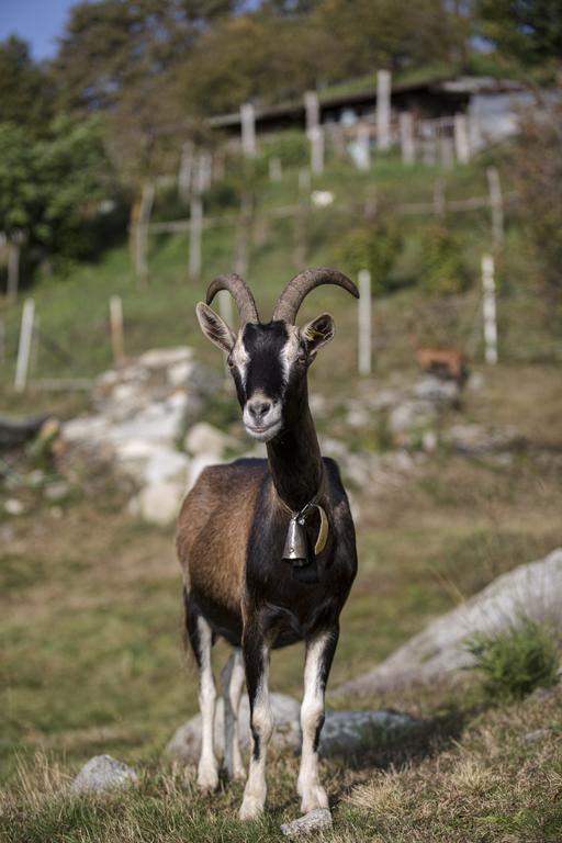 Agriturismo Da Attilio カンノビオ エクステリア 写真